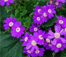花卉名称大全313种图片