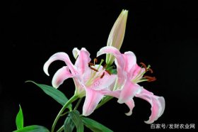 香水百合的养殖方法和注意事项