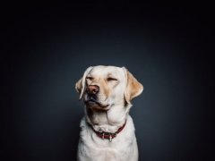 孕妇梦见大黄狗什么意思