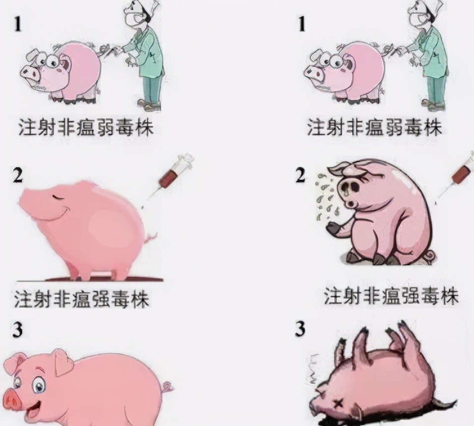 非洲猪瘟初期明显症状