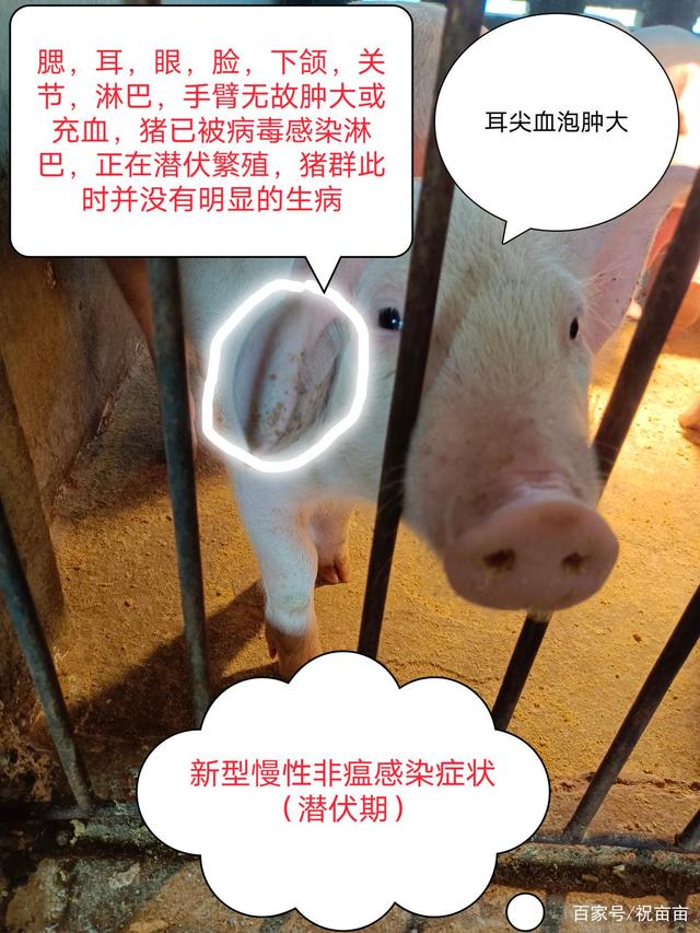 非洲猪瘟初期明显症状