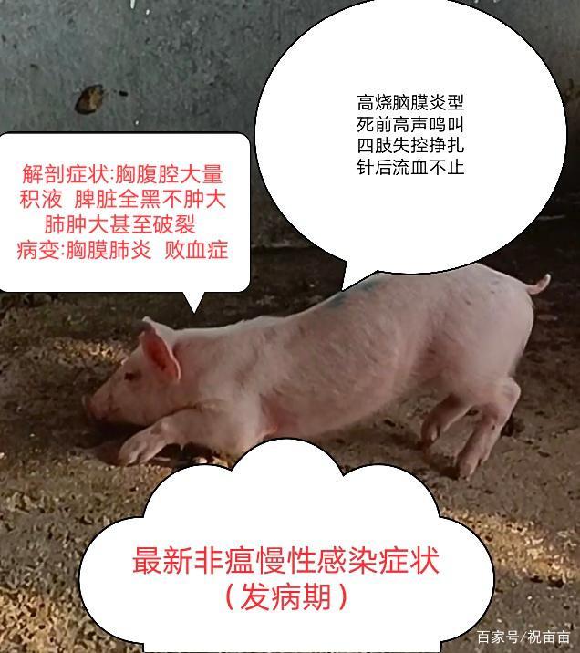 非洲猪瘟初期明显症状