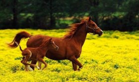 出马前睡觉最明显的征兆