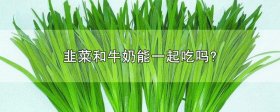 韭菜和牛奶能一起吃吗