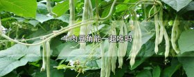 牛肉豆角能一起吃吗