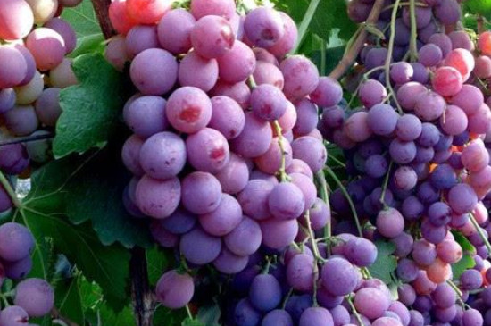 葡萄什么季节成熟图片