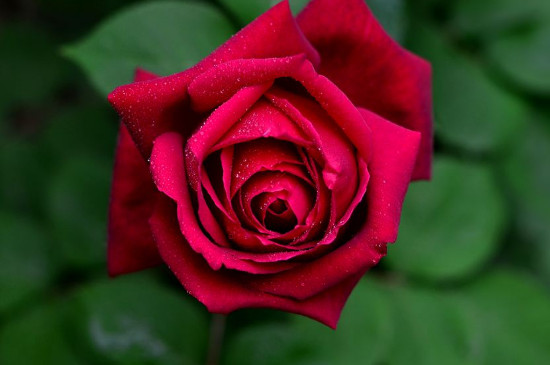 二,红色妖姬的养护