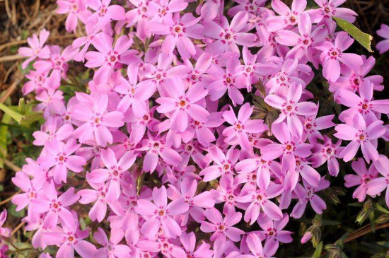 丛生福禄考在每年4-5月和8-9月开花