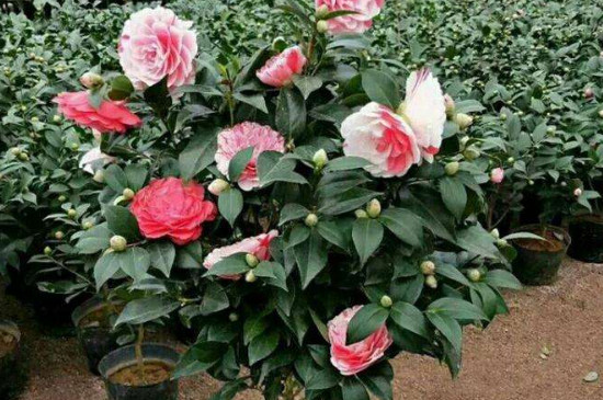 五色赤丹茶花的特征介绍