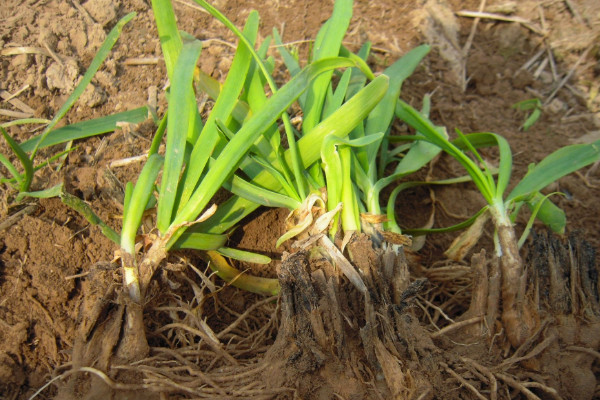 老根韭菜根移栽的方法