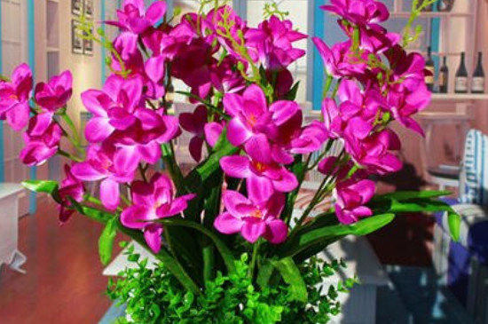 杨兰花养在花瓶里的方法