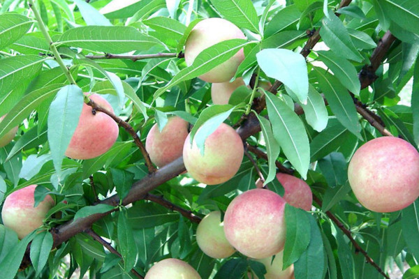 李子能不能嫁接桃树